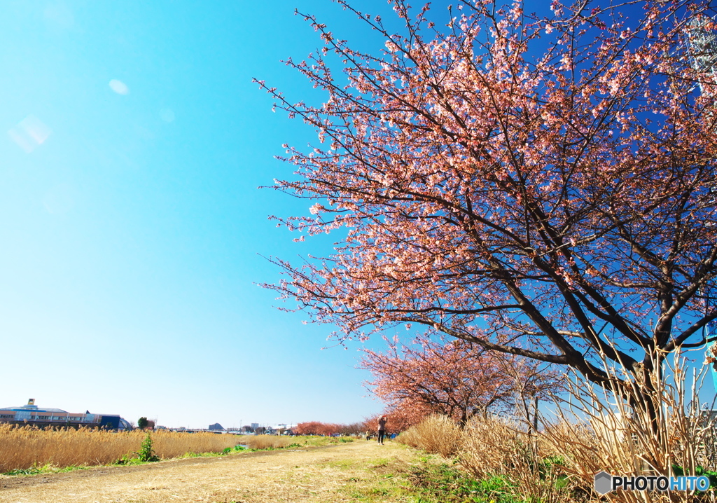 桜の小路