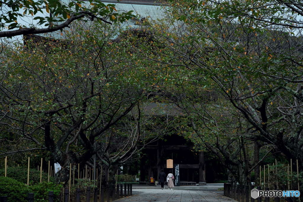 桜紅葉もちらほらと