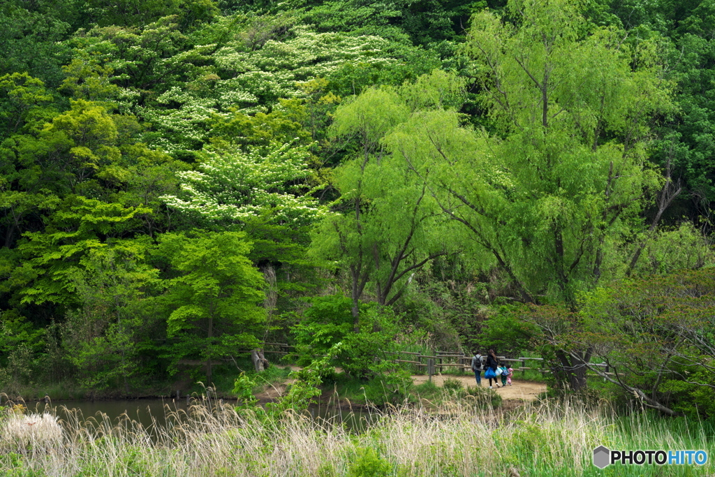 里山　緑濃く