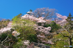 古刹桜情報Ⅲ（浄智寺）