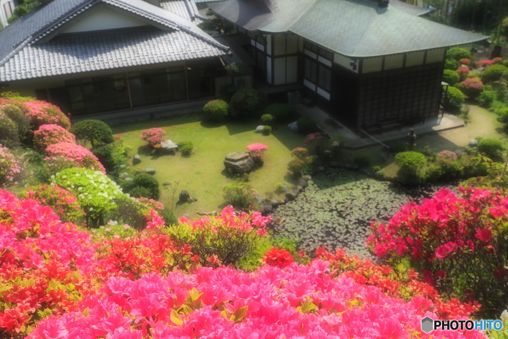 佛行寺つつじ物語