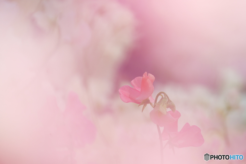 花舞Ⅱ