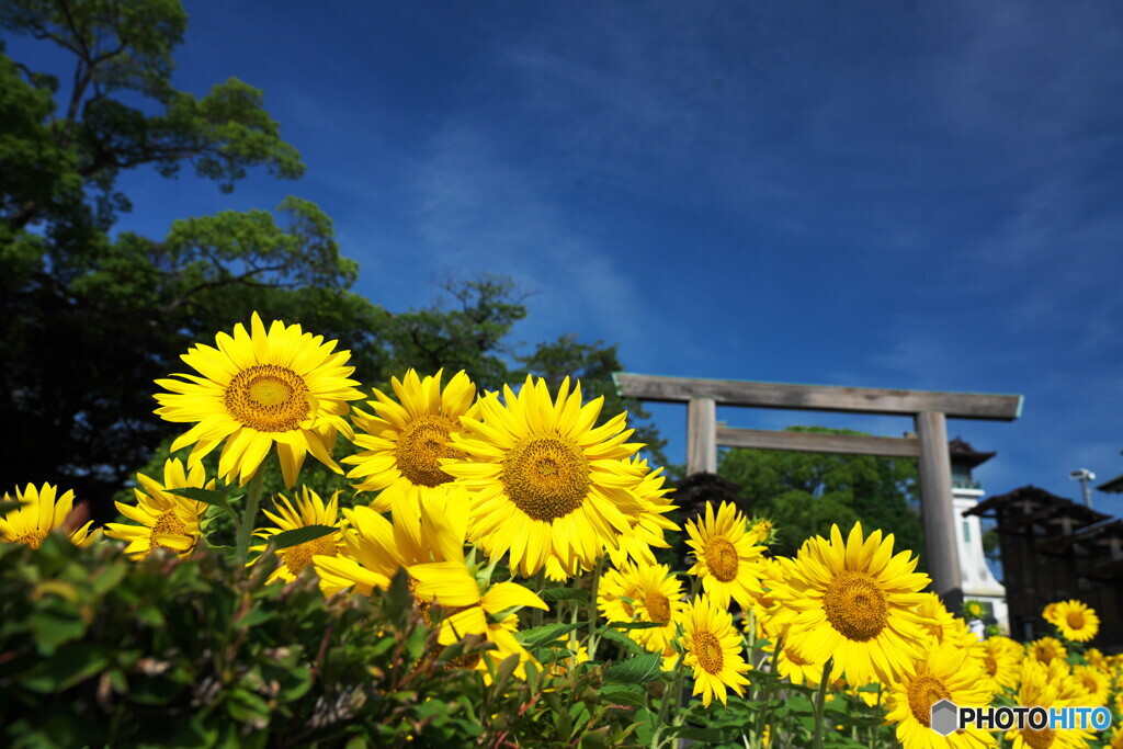 日差しは夏