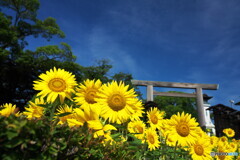 日差しは夏