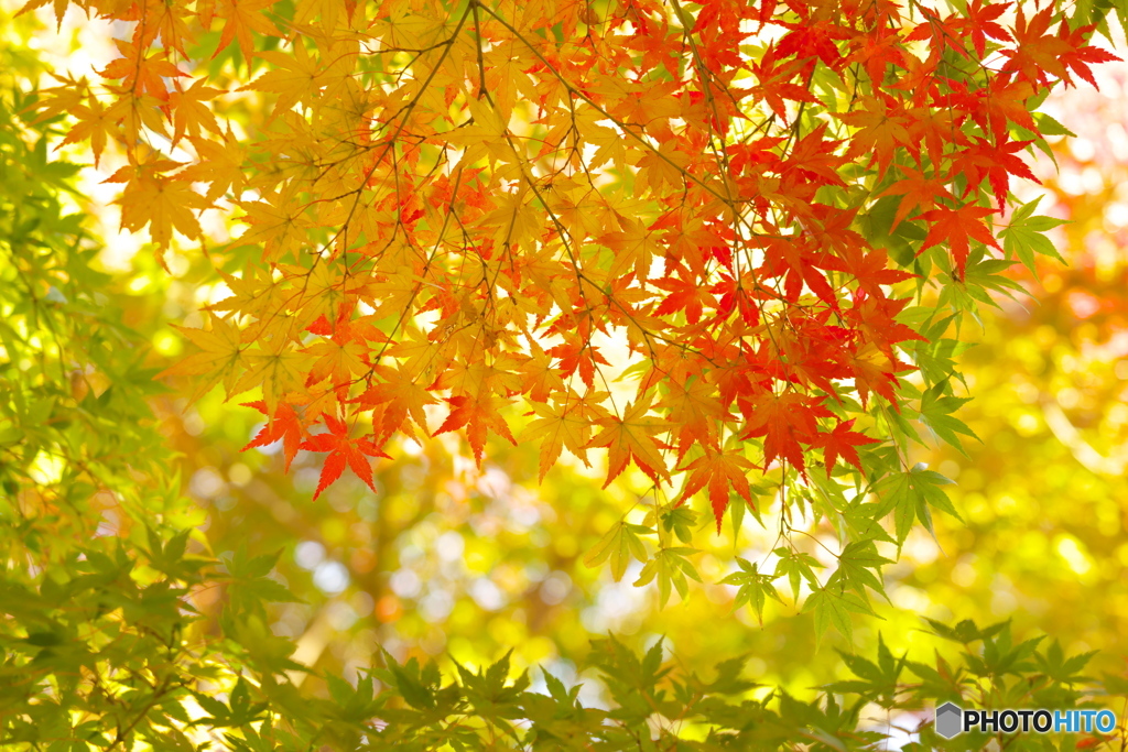 紅葉賛歌
