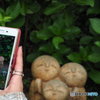 スマホの中の良縁地蔵