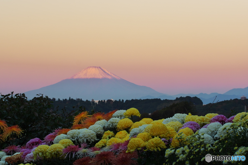 菊と富士と