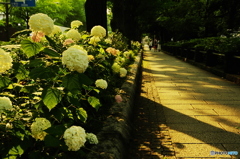 アナベル咲く公園通り