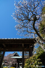 鎌倉逍遥Ⅱ