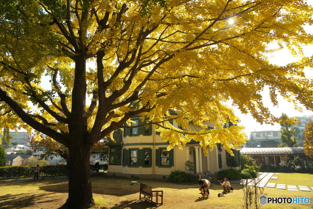 洋館の銀杏黄葉