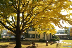 洋館の銀杏黄葉