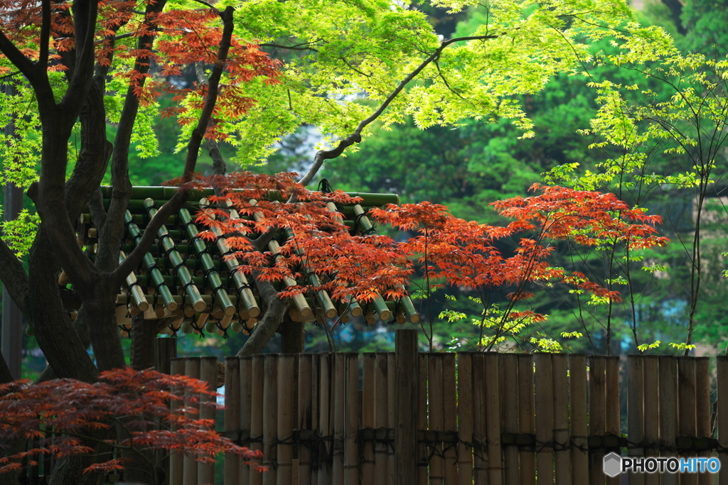 紅と緑