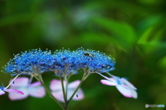 花に埋もれていたい