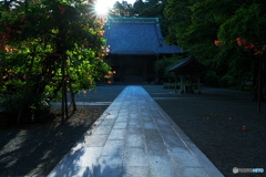 鎌倉NOW(凌霄花咲く妙本寺)