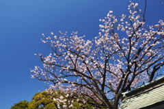 寒桜満開