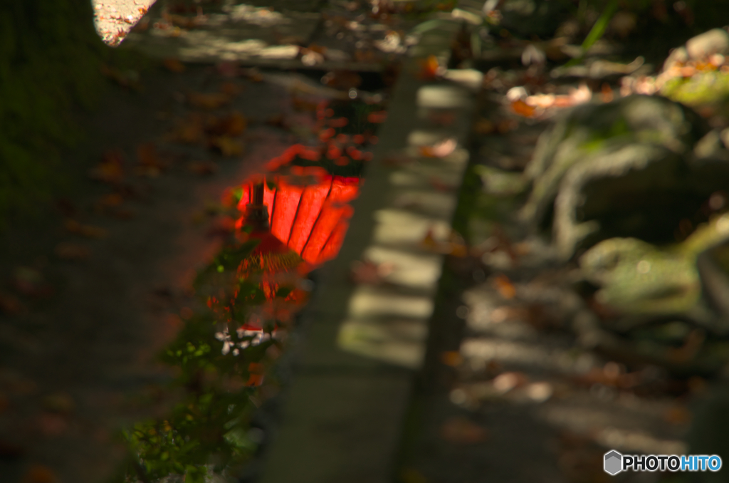 鎌倉Ｎｏｗ2紅誘い（海蔵寺）