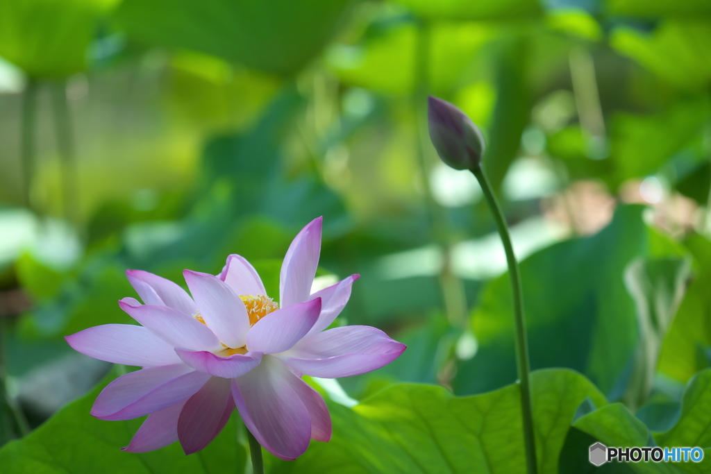 蓮花の恋