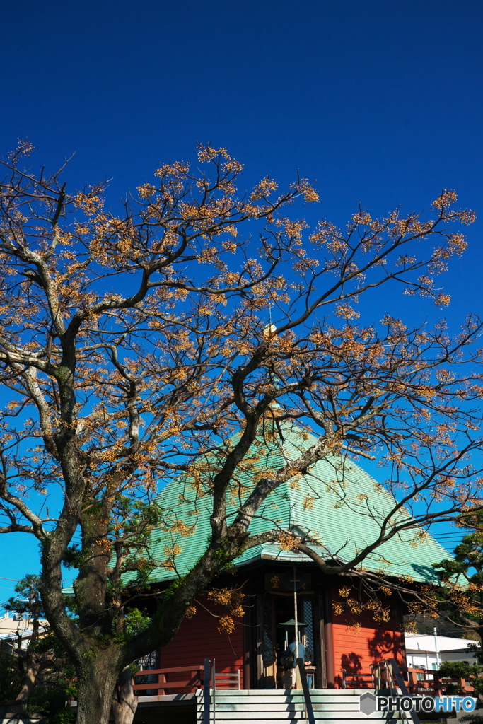 栴檀輝く（本覚寺）