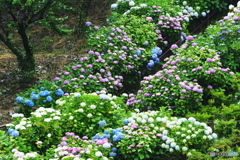 紫陽花の坂道