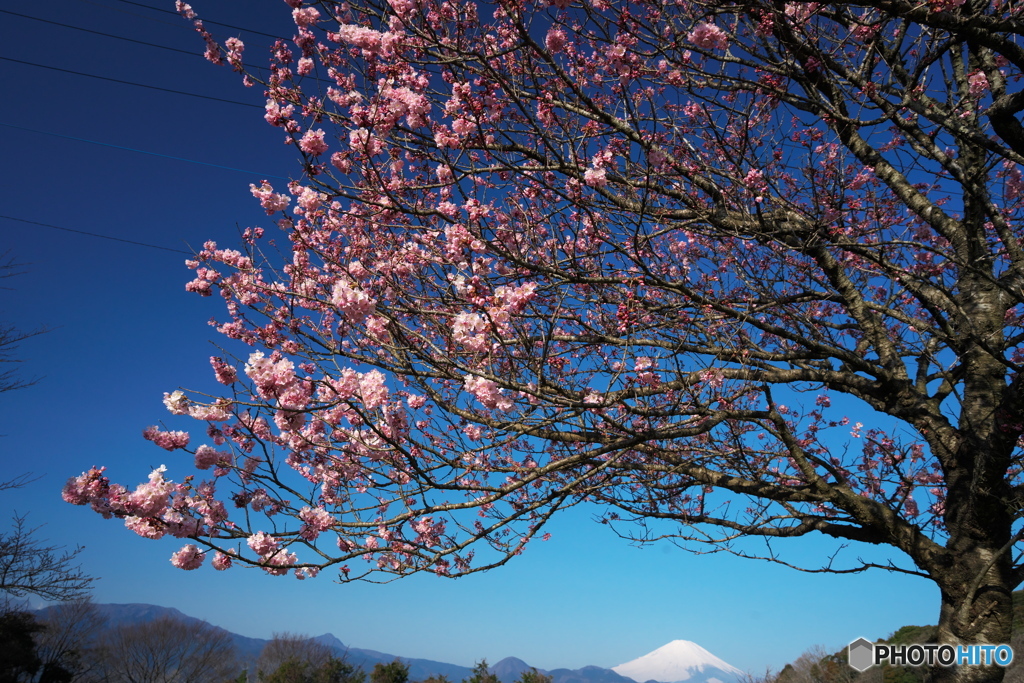 春めき桜とともに