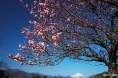 春めき桜とともに