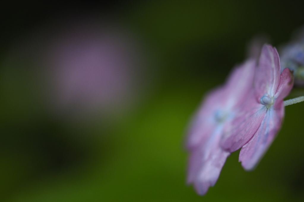 花の精（井内絣）