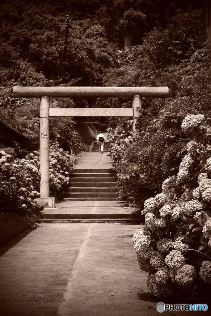 氏神さまの紫陽花