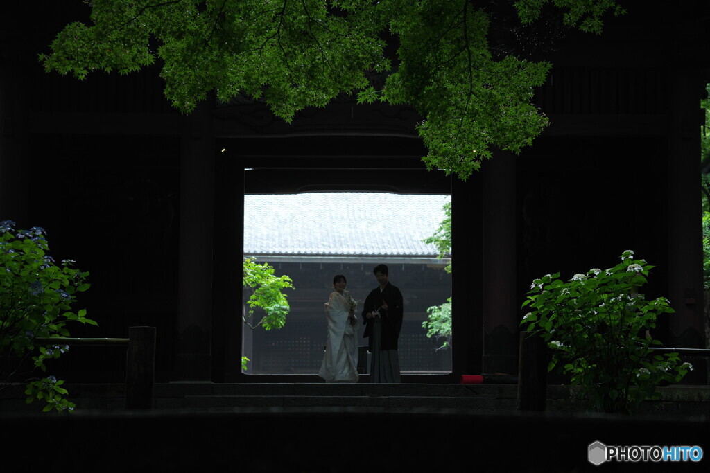 紫陽花も祝福