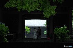 紫陽花も祝福