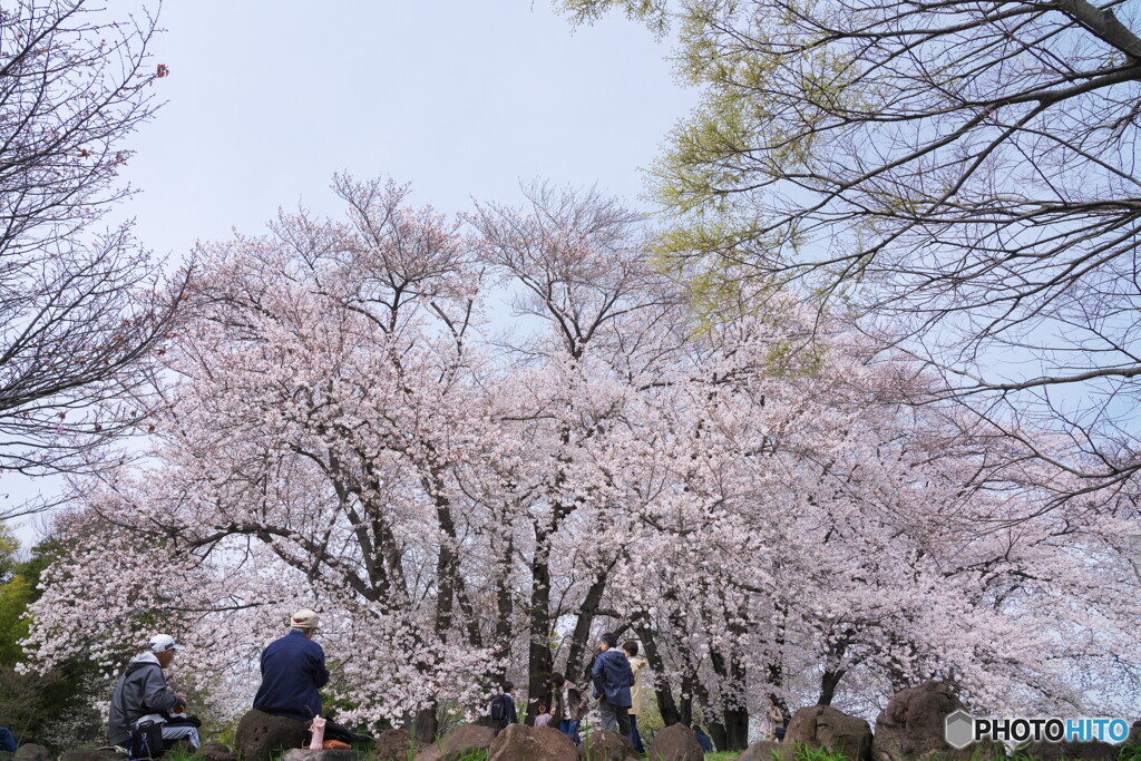 八幡山公園の桜Ⅱ