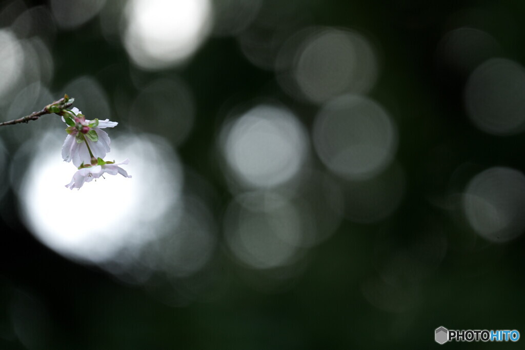 秋の桜