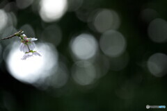 秋の桜