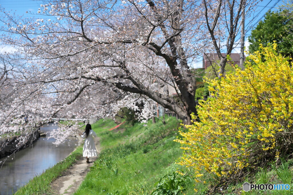 春風吹いて