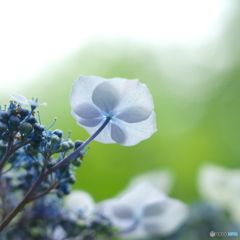 花舞い