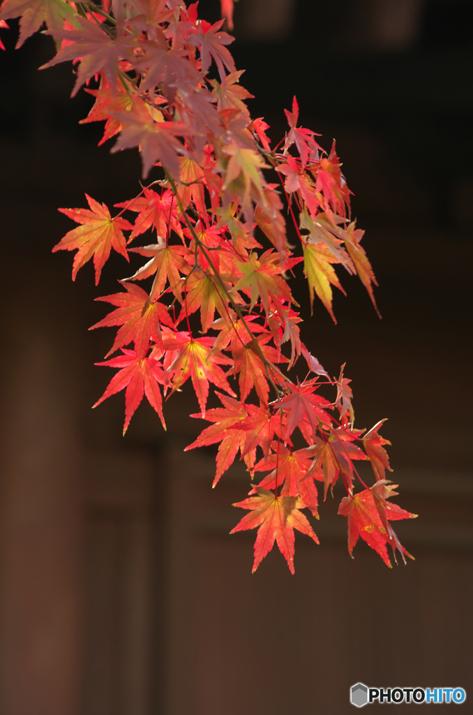 鎌倉Ｎｏｗ5紅ひとえだ（長勝寺）