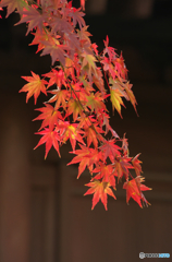 鎌倉Ｎｏｗ5紅ひとえだ（長勝寺）