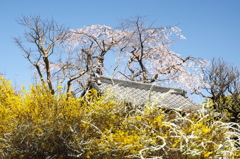 春爛漫（鎌倉：光照寺）