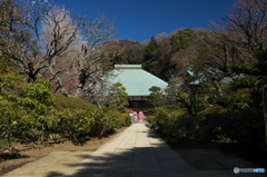 鎌倉逍遙（浄妙寺）