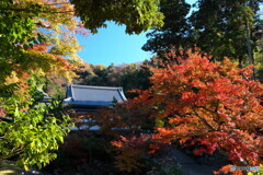 円覚寺　紅葉模様Ⅱ