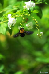 デュランタと熊蜂