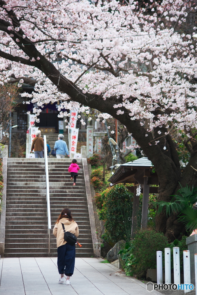 天神様の桜