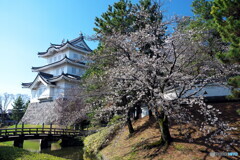 桜咲く