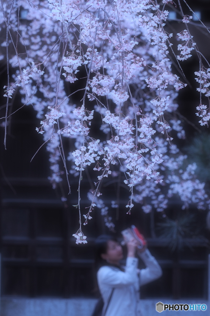 花と乙女と