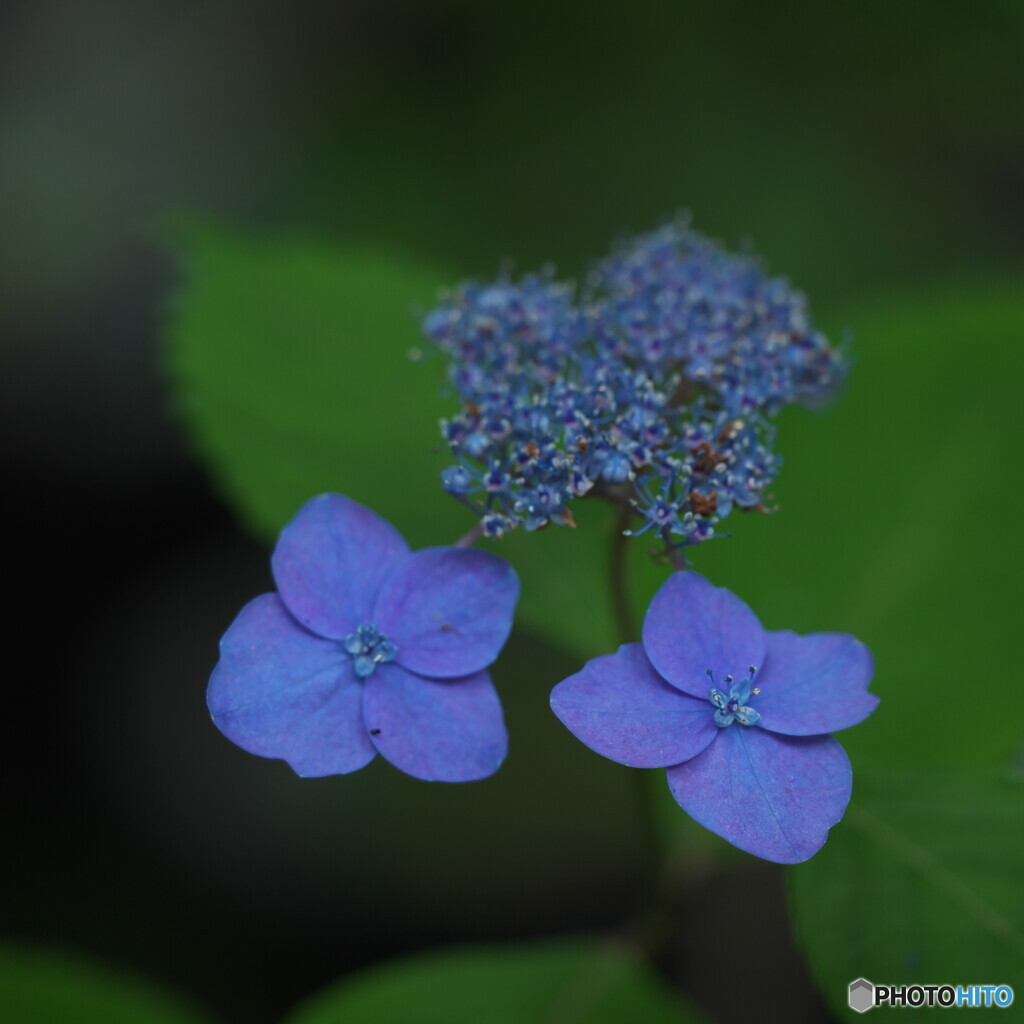 山陰の光