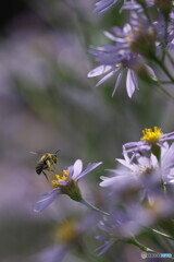 紫苑に蜂