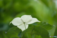 透過光の美