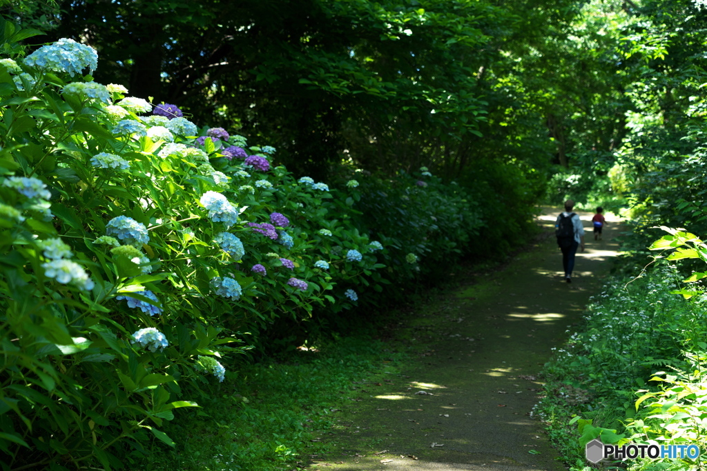 紫陽花の小径