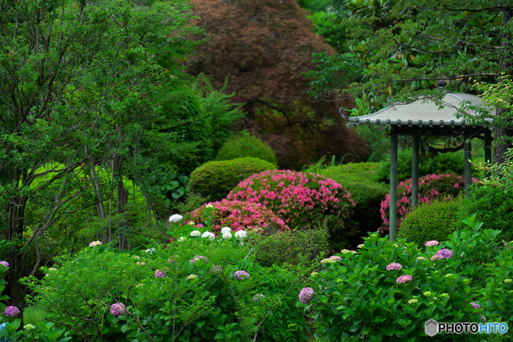 咲き始めと残り花と