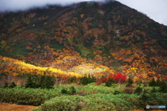 栂池自然園の思い出（大蔵出し）Ⅱ