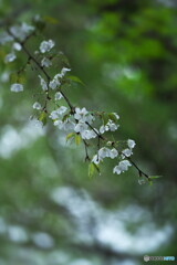 山桜雨情